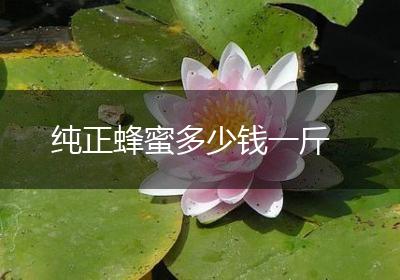 纯正蜂蜜多少钱一斤