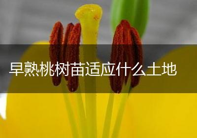 早熟桃树苗适应什么土地