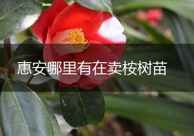 惠安哪里有在卖桉树苗