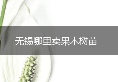 无锡哪里卖果木树苗