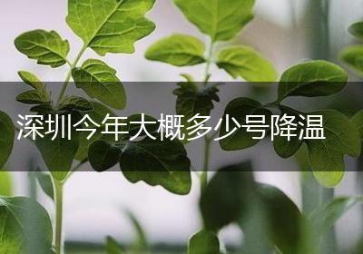 深圳今年大概多少号降温