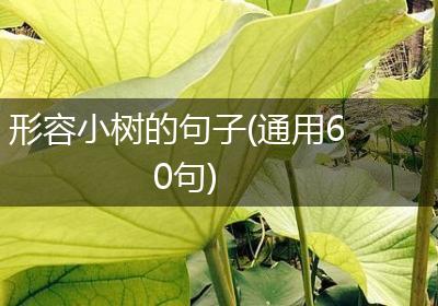 形容小树的句子(通用60句)