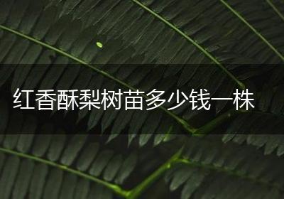 红香酥梨树苗多少钱一株