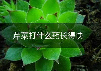 芹菜打什么药长得快