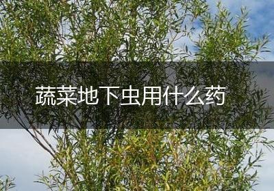 蔬菜地下虫用什么药