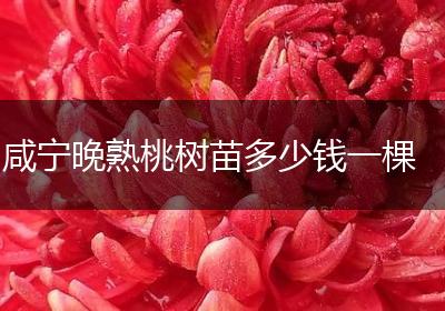 咸宁晚熟桃树苗多少钱一棵