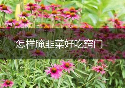 怎样腌韭菜好吃窍门