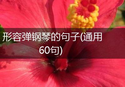 形容弹钢琴的句子(通用60句)