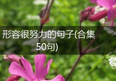 形容很努力的句子(合集50句)