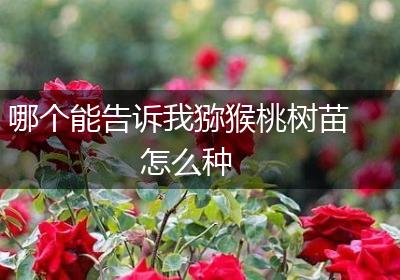 哪个能告诉我猕猴桃树苗怎么种