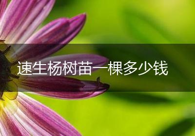 速生杨树苗一棵多少钱