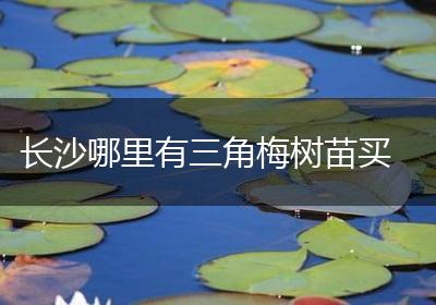 长沙哪里有三角梅树苗买