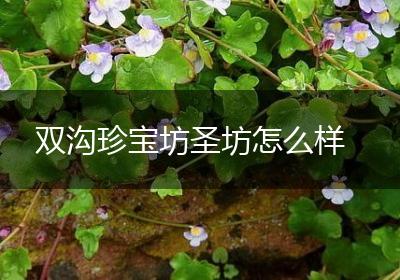 双沟珍宝坊圣坊怎么样