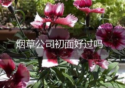 烟草公司初面好过吗