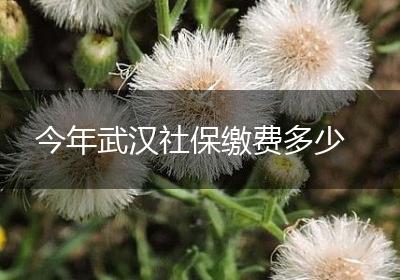今年武汉社保缴费多少