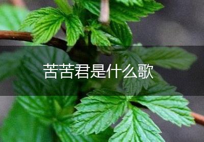 苦苦君是什么歌
