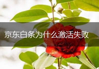京东白条为什么激活失败
