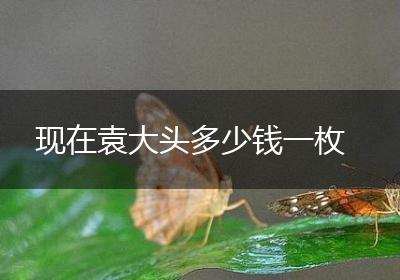 现在袁大头多少钱一枚