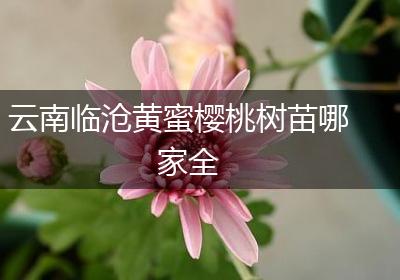 云南临沧黄蜜樱桃树苗哪家全