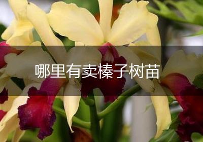 哪里有卖榛子树苗