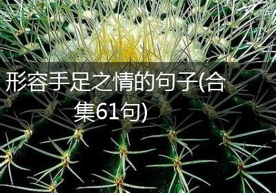 形容手足之情的句子(合集61句)