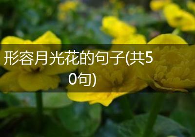 形容月光花的句子(共50句)