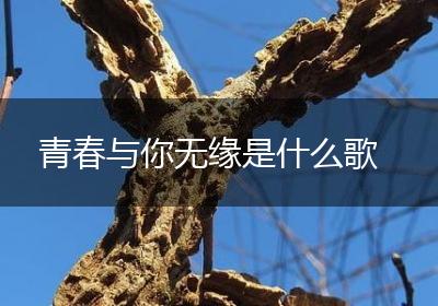 青春与你无缘是什么歌