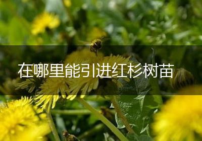 在哪里能引进红杉树苗