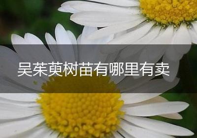 吴茱萸树苗有哪里有卖