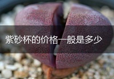 紫砂杯的价格一般是多少