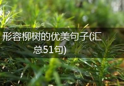 形容柳树的优美句子(汇总51句)