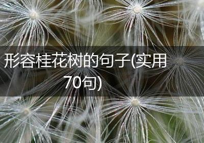 形容桂花树的句子(实用70句)