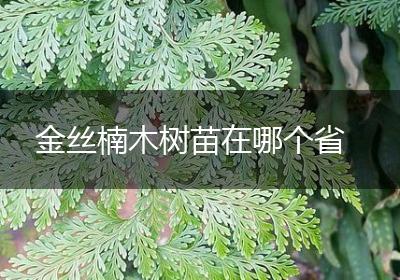 金丝楠木树苗在哪个省