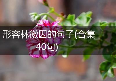 形容林徽因的句子(合集40句)