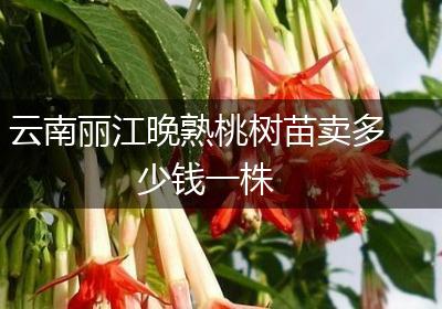 云南丽江晚熟桃树苗卖多少钱一株