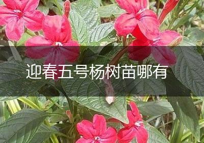 迎春五号杨树苗哪有