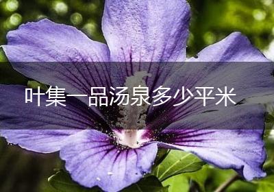 叶集一品汤泉多少平米