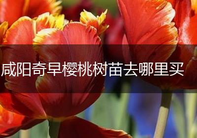 咸阳奇早樱桃树苗去哪里买