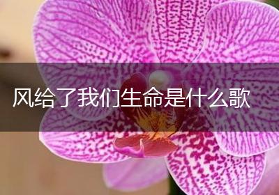 风给了我们生命是什么歌