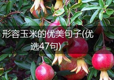 形容玉米的优美句子(优选47句)