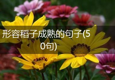 形容稻子成熟的句子(50句)