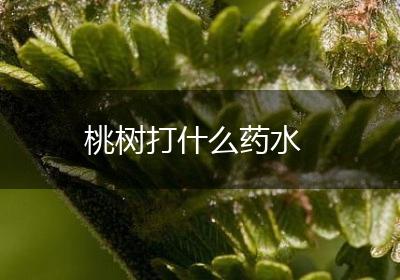 桃树打什么药水