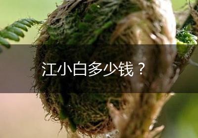 江小白多少钱？