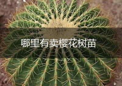 哪里有卖樱花树苗