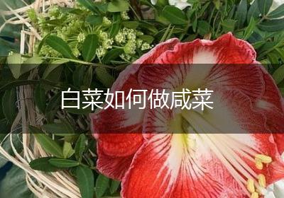 白菜如何做咸菜