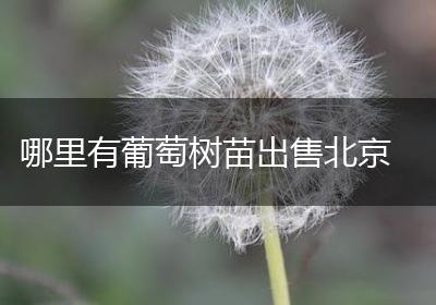哪里有葡萄树苗出售北京
