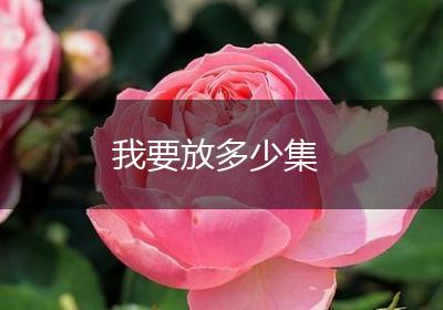我要放多少集