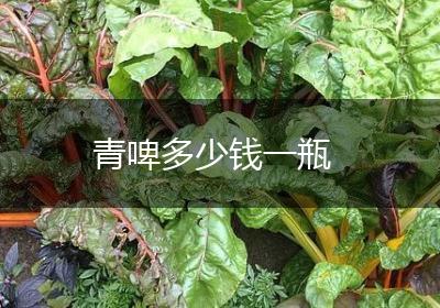 青啤多少钱一瓶