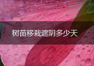 树苗移栽遮阴多少天