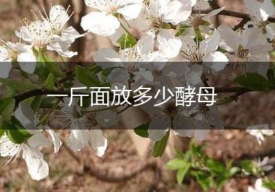 一斤面放多少酵母